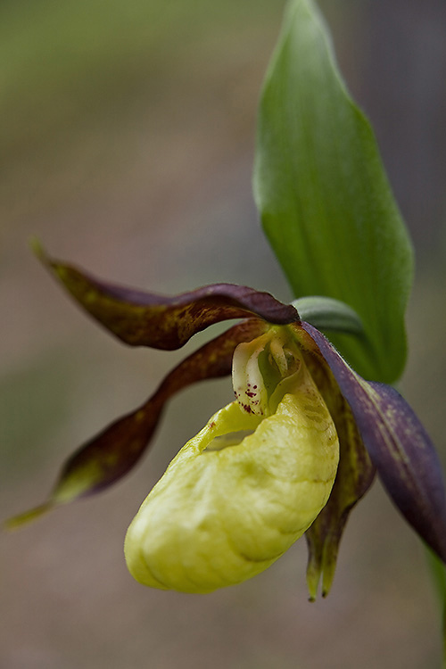 Tikankontti 
Avainsanat: Tikankontti Cypripedium calceolus Lappi kevät orkidea