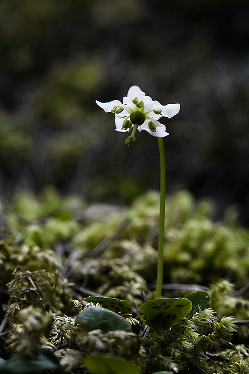 Tähtitalvikki
Avainsanat: Tähtitalvikki kevät Lappi Pyrola uniflora 