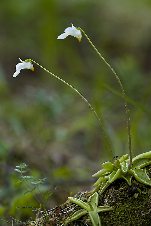 Valkoyökönlehti
Avainsanat: Valkoyökönlehti Pinguicula alpina Lappi kevät