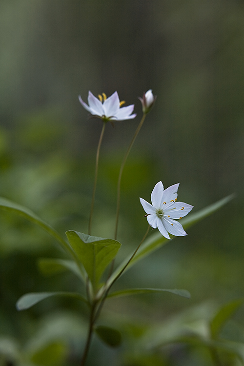 Metsätähti
Avainsanat: Metsätähti Trientalis europaea kevät 