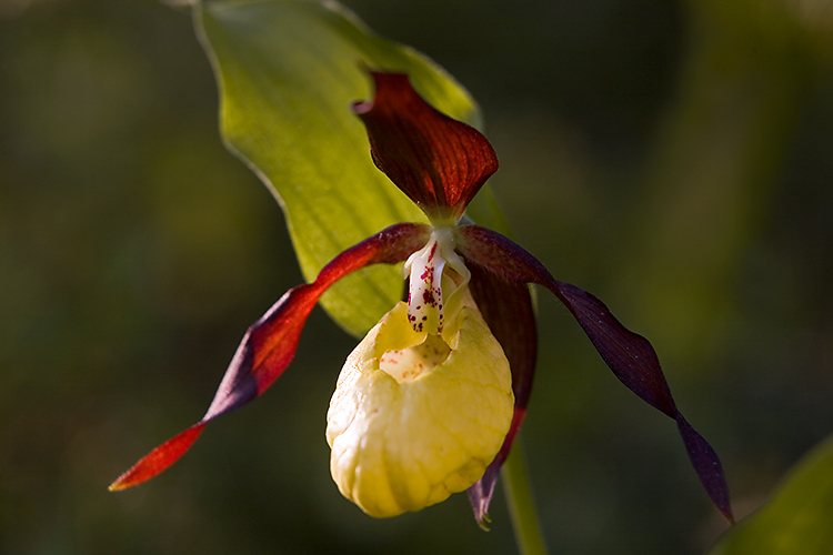 Tikankontti
Avainsanat: Tikankontti Cyoripedium calceolus kevät Lappi valo