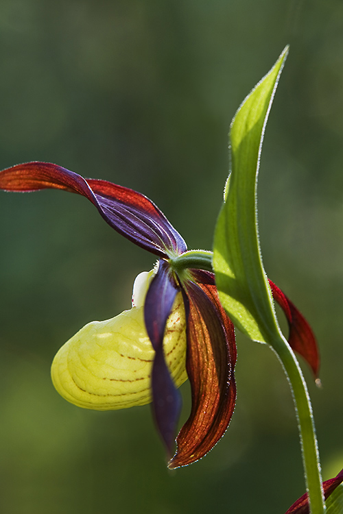 Tikankontti
Avainsanat: Tikankontti Cypripedium calceolus valo väri