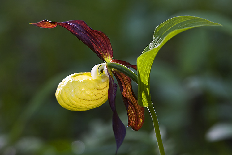 Tikankontti
Avainsanat: Tikankontti cypripedium calceolus väri valo