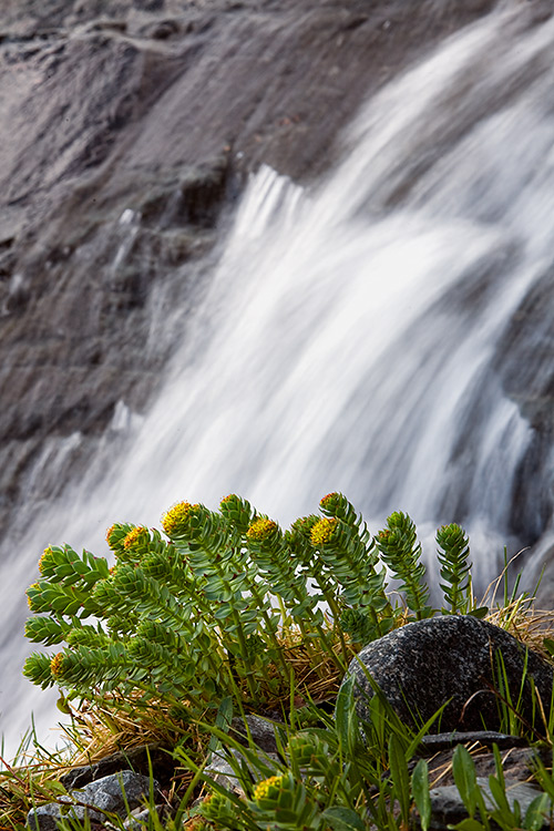 Ruusujuuri
Avainsanat: Ruusujuuri Rhodiola rosea putous vesi 
