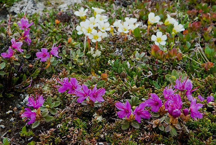 Lapin Alppiruusu
Avainsanat: Lapin Alppiruusu Rhododendron lapponicum Lappi 