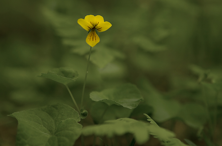 Lapinorvokko 
Avainsanat: Lapinorvokko Viola biflora Lappi
