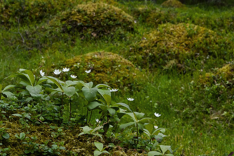 Metsätähti
Avainsanat: Metsätähti Trientalis europaea