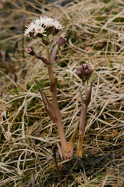 Pohjan ruttojuuri
Avainsanat: Pohjan ruttojuuri Petasites frigidus Lappi