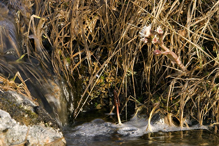 Pohjan ruttojuuri
Avainsanat: Pohjan ruttojuuri Petsites frigidus Lappi