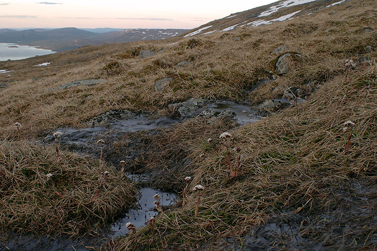Pohjan ruttojuuri
Avainsanat: Pohjan ruttojuuri Petasites frigidus Lappi