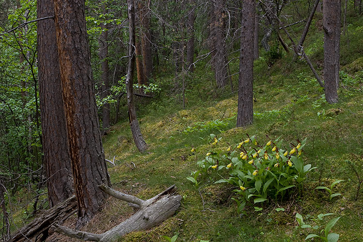 Tikankontti 
Avainsanat: Tikankontti Cypripedium calceolus 