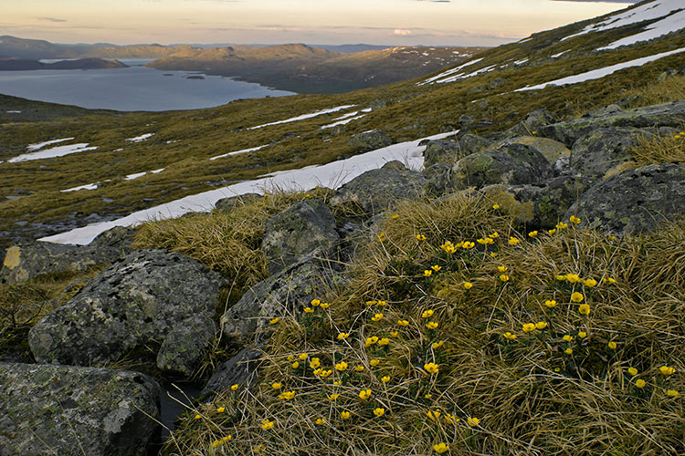 Lumileinikki
Avainsanat: Lumileinikki Ranunculus nivalis Lappi 