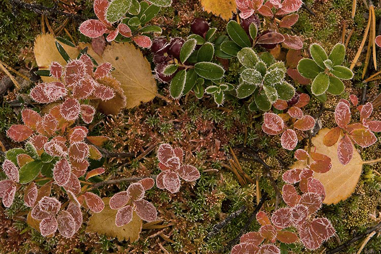 Juolukan lehtiä
Avainsanat: juolukka ruska syksy huurre kuura 