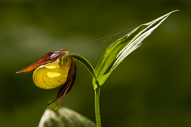 Tikankontti
Avainsanat: Tikankontti Cypripedium calceolus vastavalo orkidea