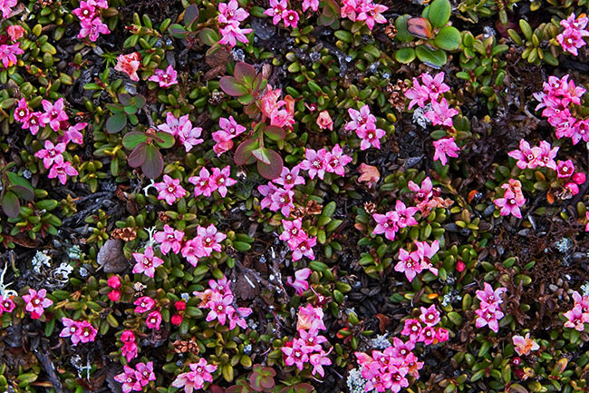 Sielikkö
Avainsanat: Loiseleuria procumbens lappi kesäkuu