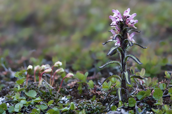 Karvakuusio
Avainsanat: Pedicularis hirsuta lappi kesäkuu