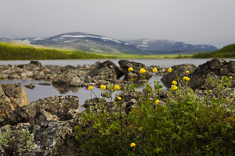 Kullero
Avainsanat: Kullero Trollius europaeus Kilpisjärvi Malla Lappi kesä