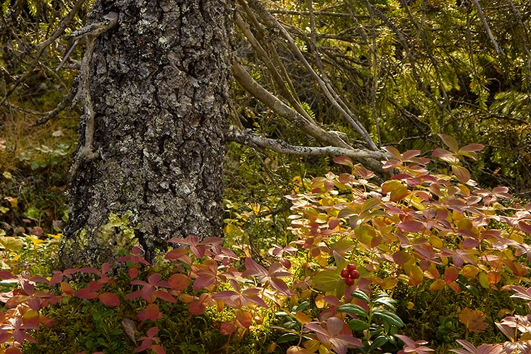 Ruohokanukka
Avainsanat: Ruohokanukka Cornus suecica ruska Lappi syksy