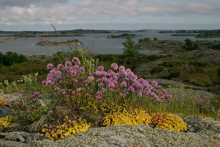 Ruoholaukka
Avainsanat: Ruoholaukka Allium schoenoprasum kesä saaristo 