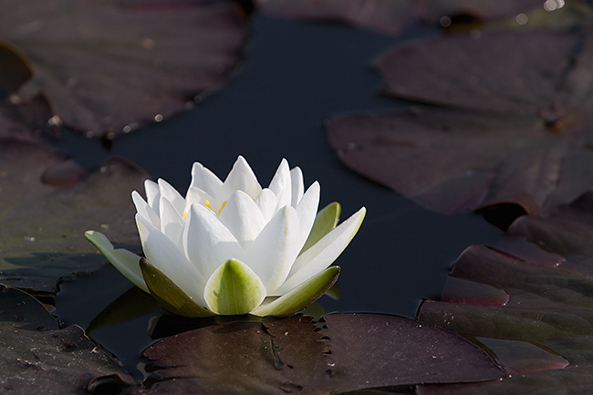 Lumme
Avainsanat: Nymphaea candida Lumme kesäkuu