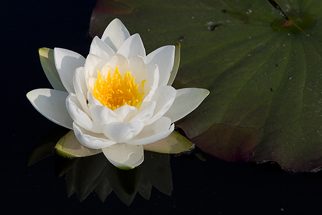 Lumme
Avainsanat: Nymphaea candida lumme kesäkuu