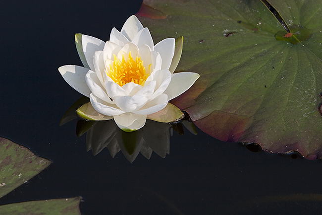 Lumme
Avainsanat: Nymphaea candida lumme kesäkuu