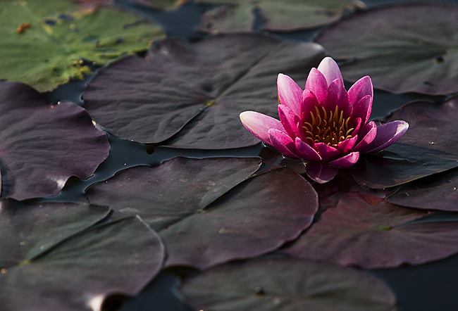 Lumme
Avainsanat: Nymphaea tauhoitettu kesäkuu lehti