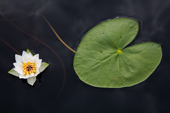 Pikku-lumme
Avainsanat: Nymphaea tetragona Pikku lumme kesäkuu lehti