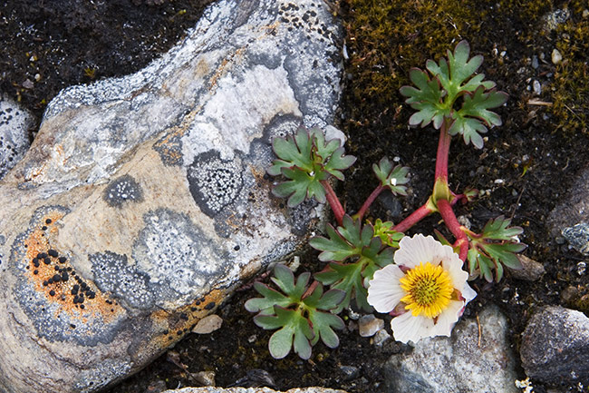 Jääleinikki
Avainsanat: Ranunculus glacialis Jääleinikki