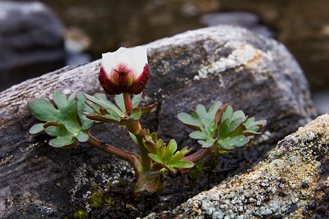 Jääleinikki
Avainsanat: Ranunculus glacialis Jääleinikki