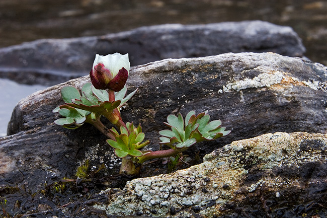 Jääleinikki
Avainsanat: Ranunculus glacialis Jääleinikki