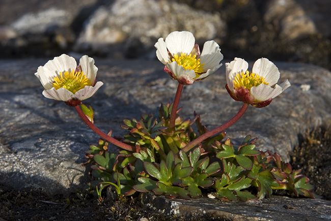 Jääleinikki
Avainsanat: Ranunculus glacialis Jääleinikki