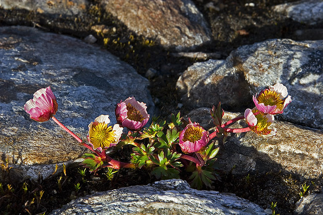 Jääleinikki
Avainsanat: Ranunculus glacialis Jääleinikki valo