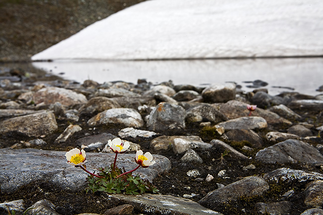 Jääleinikki
Avainsanat: Ranunculus glacialis lumi Jääleinikki kesäkuu