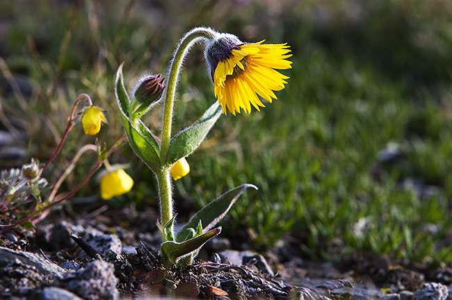 Arnikki
Avainsanat: Arnica alpina Arnikki rauhoitettu