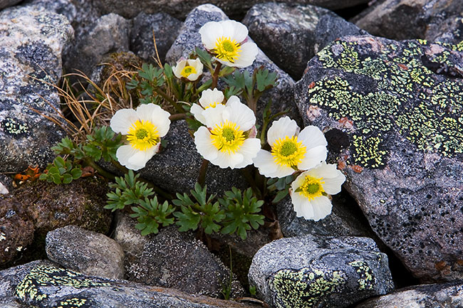 Jääleinikki
Avainsanat: Ranunculus glacialis