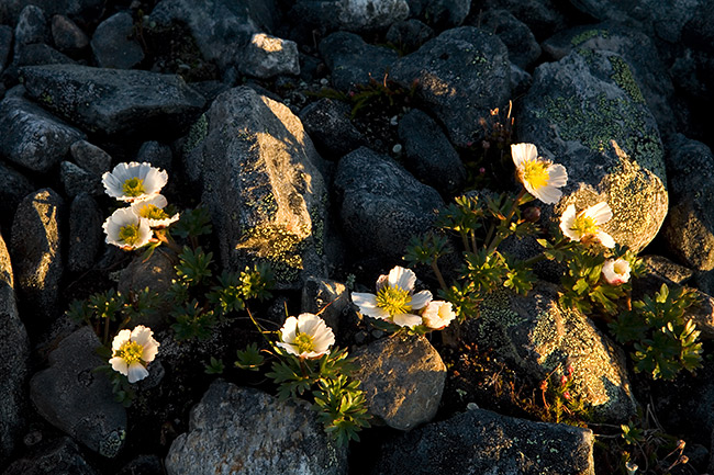 Jääleinikki
Avainsanat: Ranunculus glacialis Jääleinikki valo