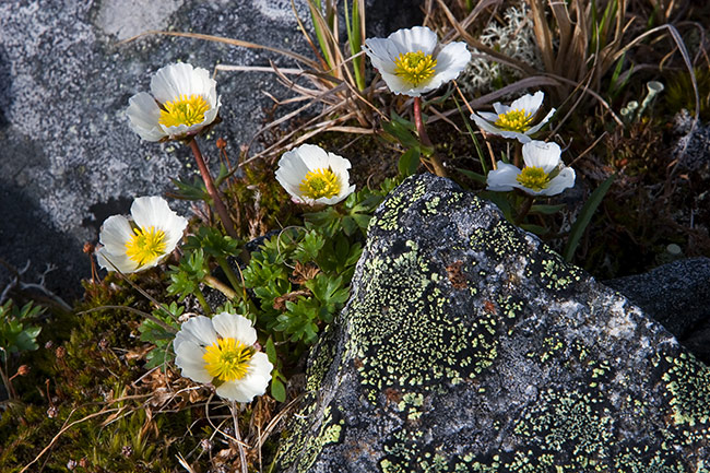 Jääleinikki
Avainsanat: Ranunculus glacialis