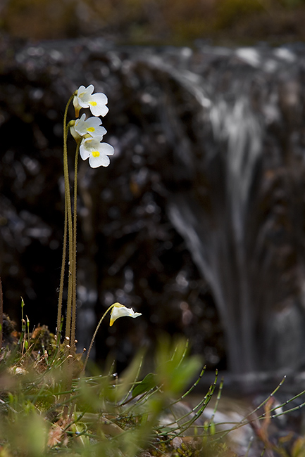 Valkea yökönlehti
Avainsanat: Pinguicula alpina Valkea yökönlehti Lappi kesäkuu puro