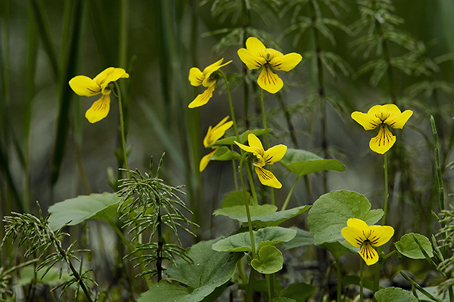 Lapinorvokki
Avainsanat: Viola biflora lapinorvokki kesäkuu Lappi