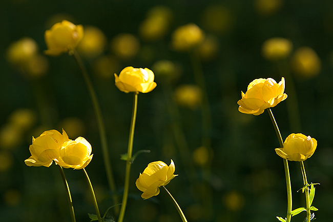 Niittykullero
Avainsanat: Trollius europaeus Niittykullero