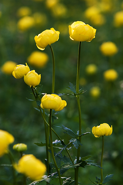 Niittykullero
Avainsanat: Trollius europaeus Niittykullero