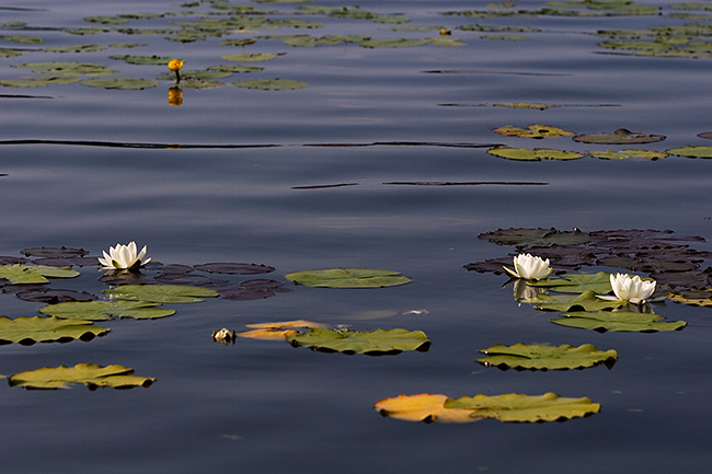 Lumme
Avainsanat: Nymphaea candida Lumme kesäkuu