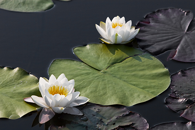 Lumme
Avainsanat: Nymphaea candida Lumme kesäkuu