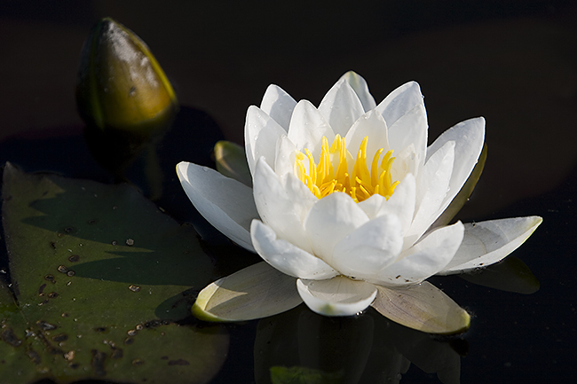 Lumme
Avainsanat: Nymphaea candida Lumme kesäkuu nuppu