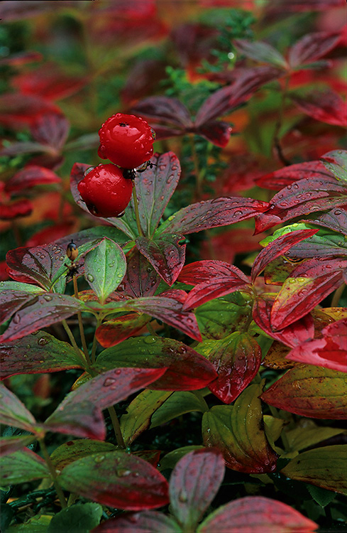 Ruohokanukka
Avainsanat: Ruohokanukka ruska syksy Lappi Cornus suceica väri
