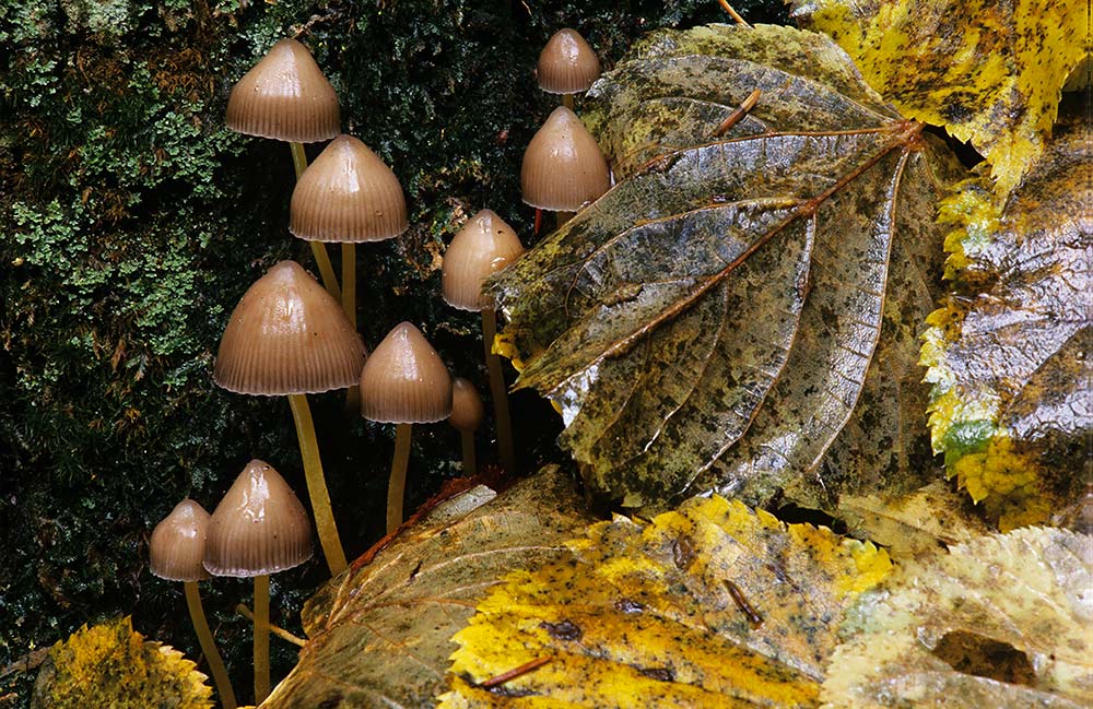 Sieniä
Avainsanat: Sieni syksy lehti kaste