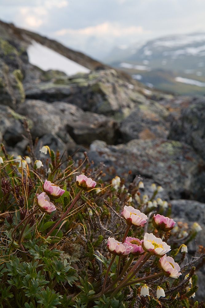 Jääleinikki
Avainsanat: Jääleinikki Kilpisjärvi kesä Ranununculus glacialis