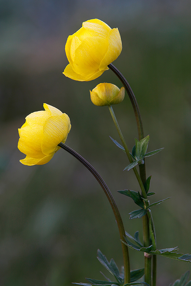 Kullero
Avainsanat: Kullero kesä Lappi Trollius europaeus 