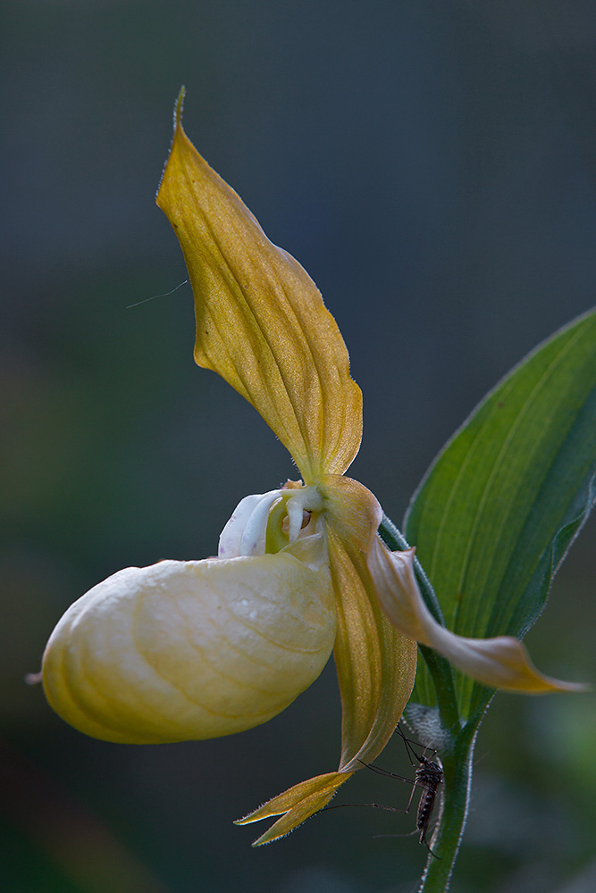 Tikankontti keltainen
Keywords: Tikankontti harvinainen hyttynen Cypripedium calceolus
